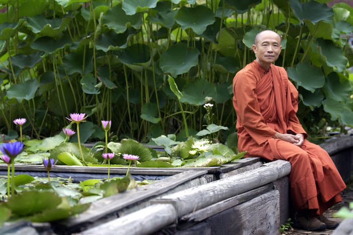 A monk in an orange robe sits peacefully on the edge of a wooden structure in an outdoor garden, likely preparing for the Vessak Celebration. Behind him is an abundance of green foliage and large leaves, and in front are blooming pink and purple water lilies in a pond.